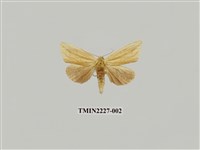 藏品(方角舟蛾)的圖片